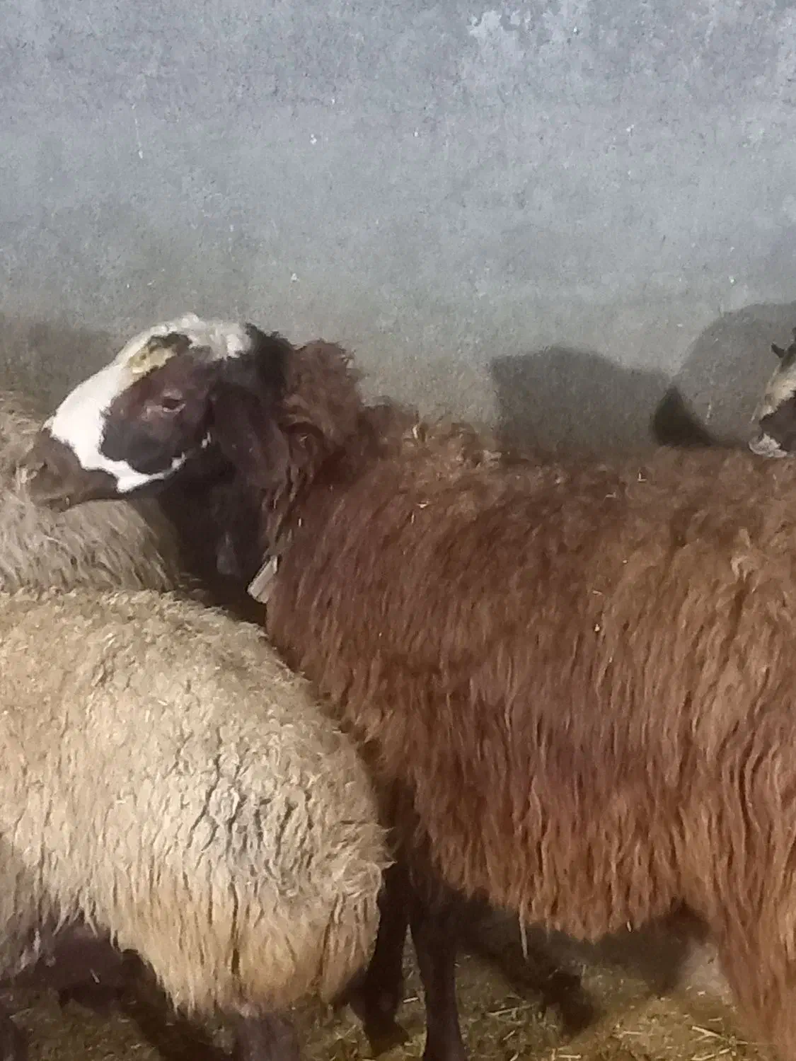 قوچ|حیوانات مزرعه|کوهدشت, |دیوار