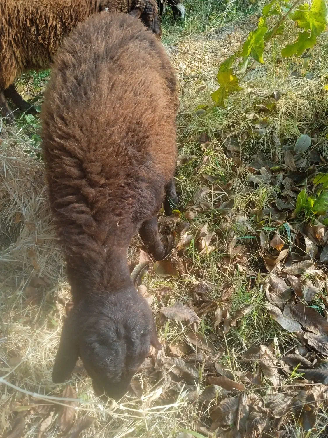 ۹راس بره بفروش میرسد|حیوانات مزرعه|انزل, |دیوار