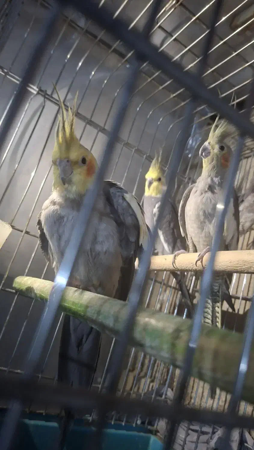 پرنده|پرنده|کرج, بنیاد|دیوار