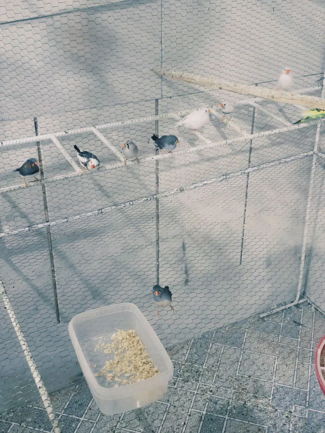 جفت مولد فنچ|پرنده|سیرجان, |دیوار