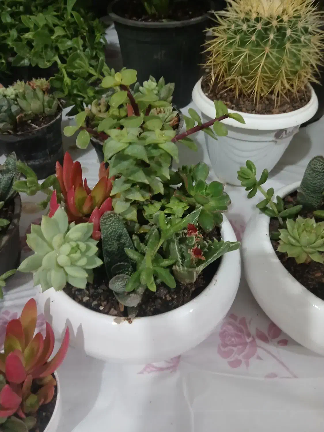 فروش گل پتوس آپارتمانی|گل و گیاه طبیعی|مشهد, انصار|دیوار