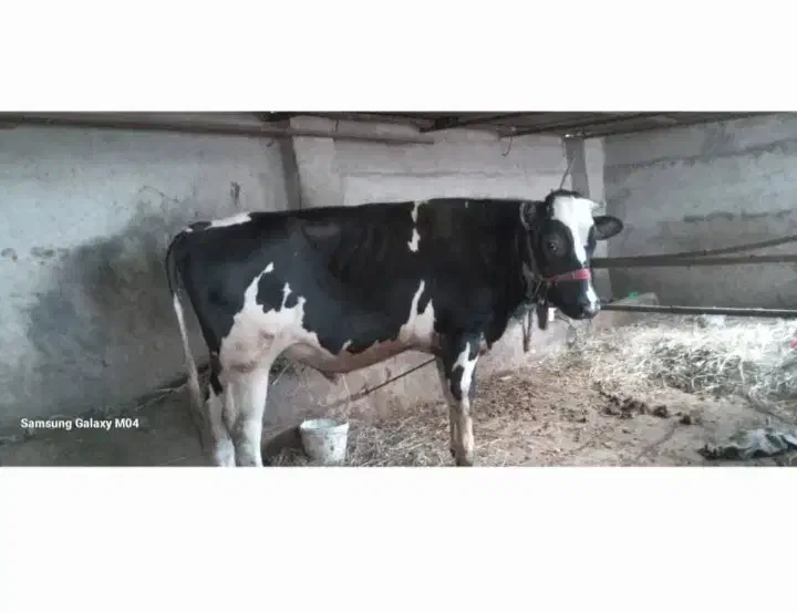 گو ساله|حیوانات مزرعه|خان ببین, |دیوار