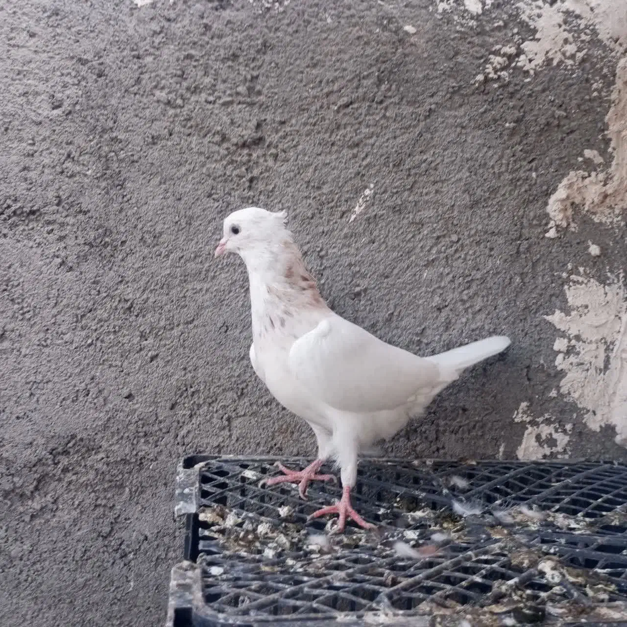 حیون طوقی نر پرشی|پرنده|مشهد, شهید علی محمدی|دیوار