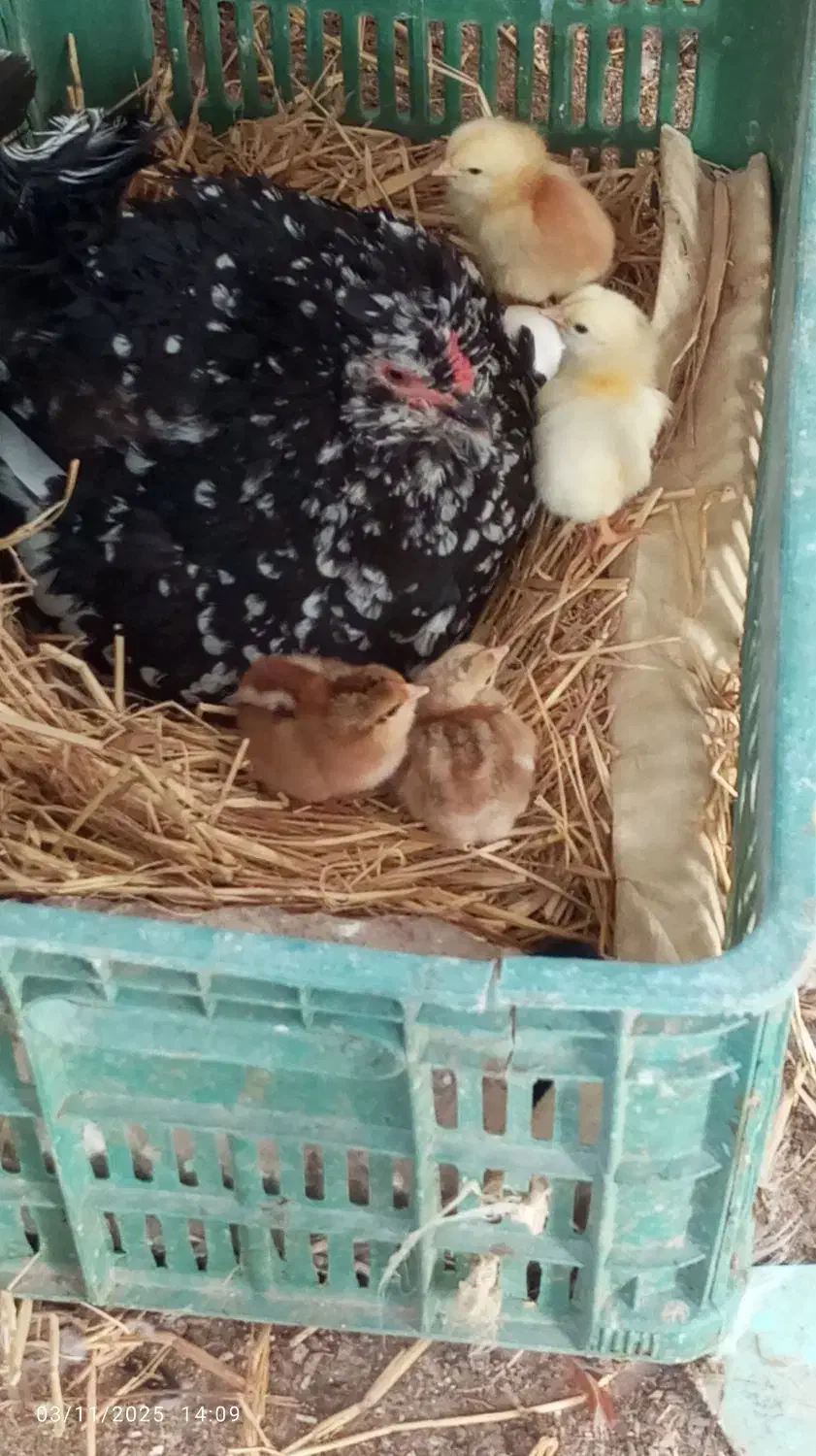 تخم نطفه دار گلین زیبا و دیدنی|حیوانات مزرعه|کرج, چهارصد دستگاه|دیوار