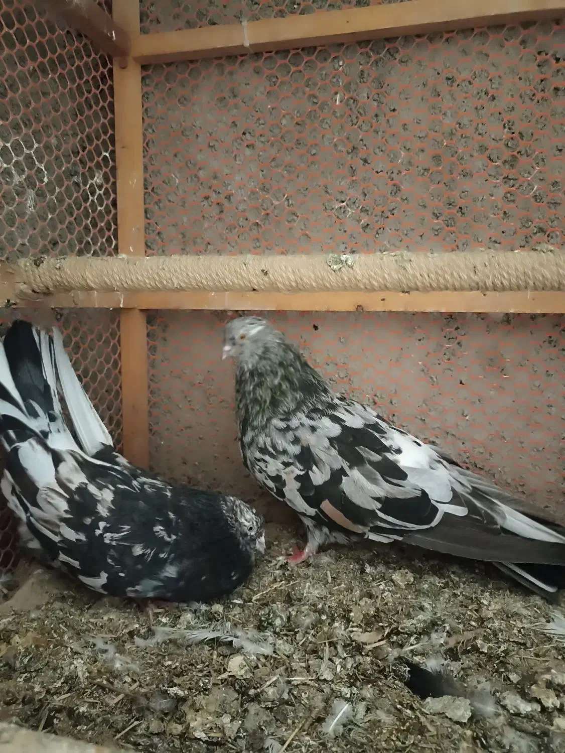 کفتر کبوتر|پرنده|گلستان (تهران), |دیوار