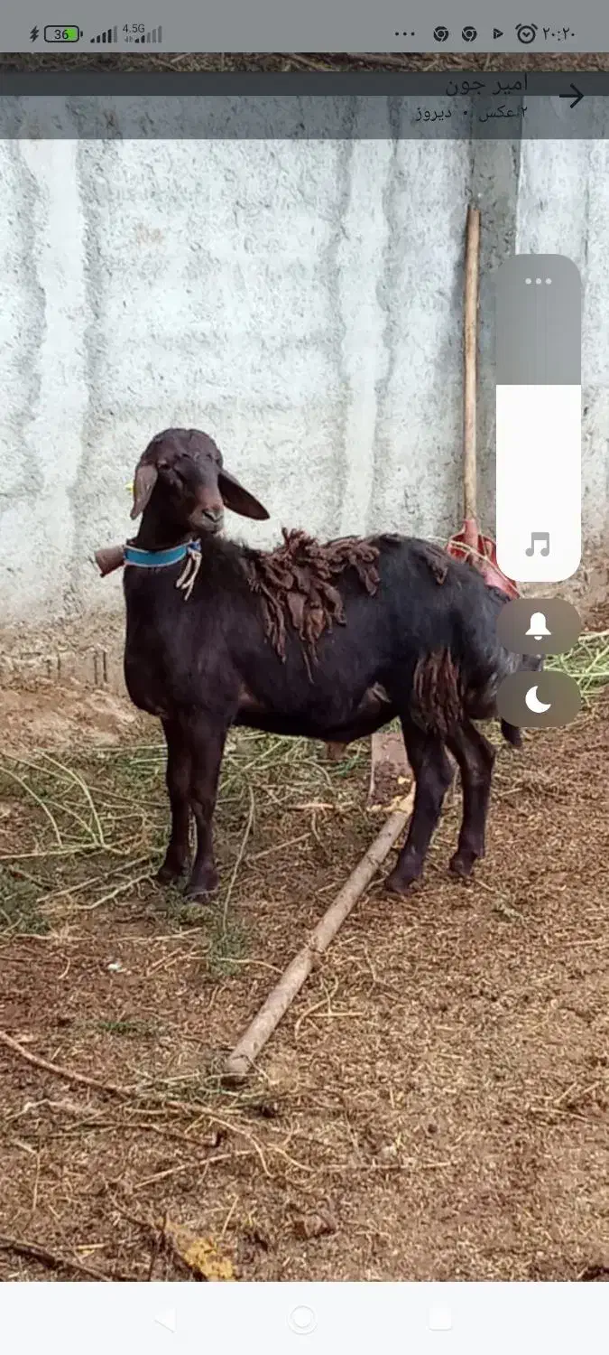 گوسفند بره نر قوچی مخصوص تخمی کاربلد درجه یک|حیوانات مزرعه|قائم‌شهر, |دیوار