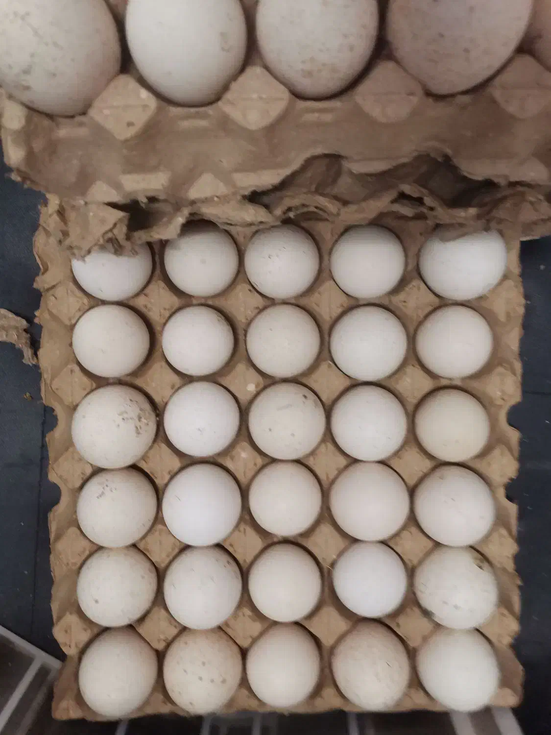 تخم بوقلمون|حیوانات مزرعه|قائم‌شهر, |دیوار