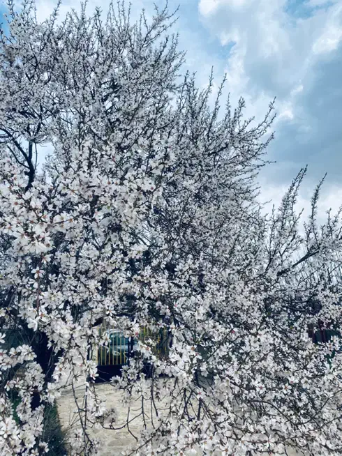 تیمورتاش ۱۰۰۰ متری باغ میوه فنس شده|فروش زمین و ملک کلنگی|بجنورد, |دیوار