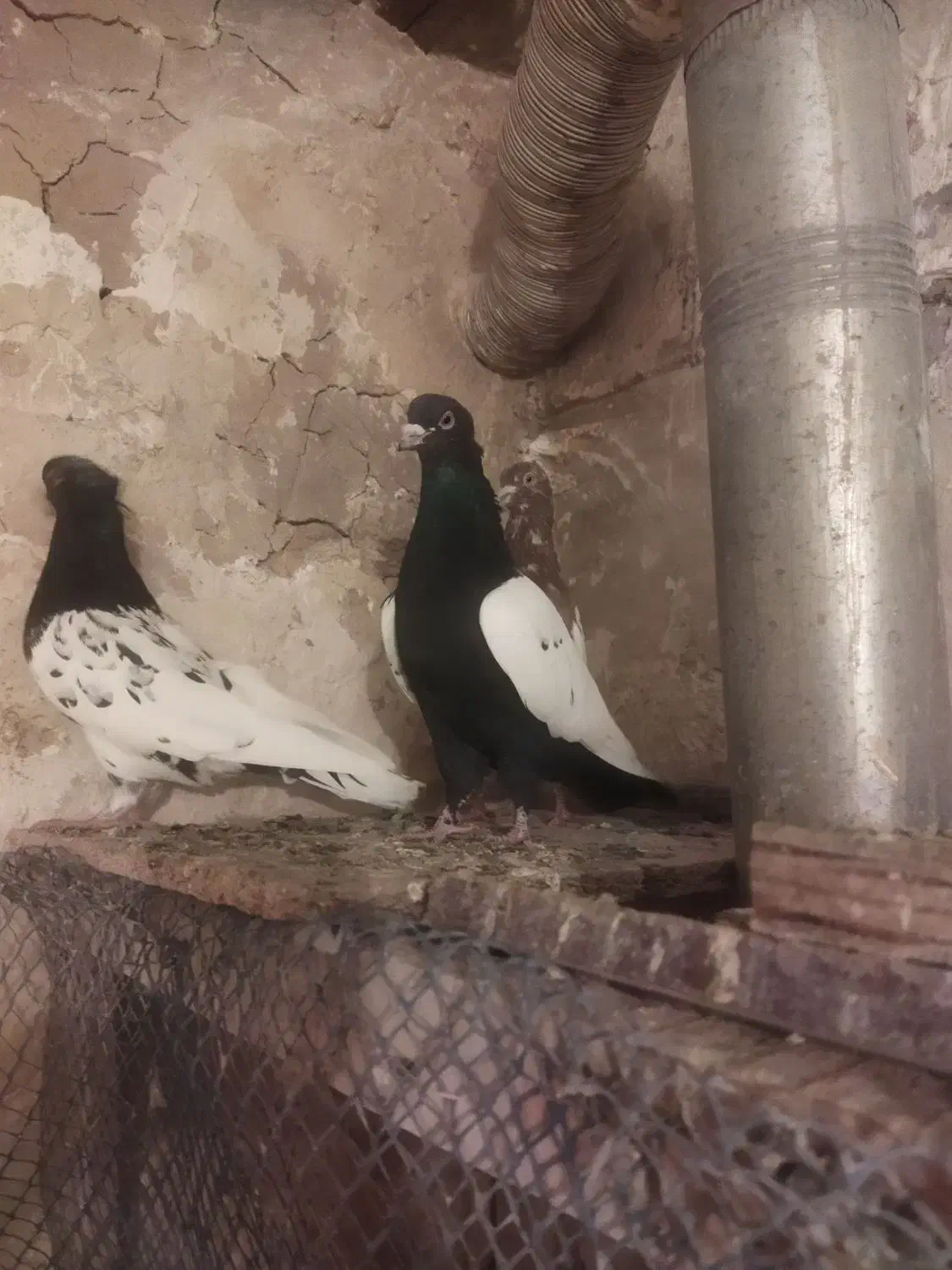 کفتر کبوتر رنگه|پرنده|مشهد, مصطفی خمینی|دیوار