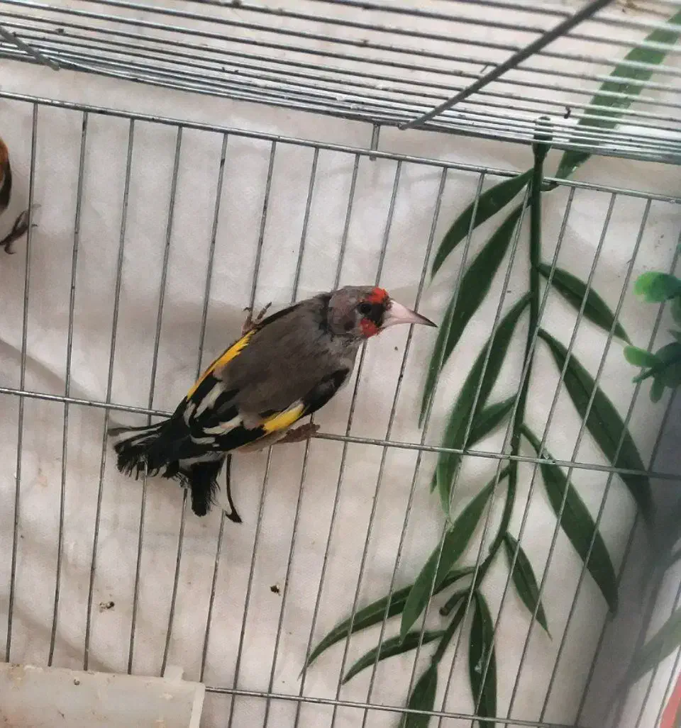 سهره نرشوربخون جفتی قناری|پرنده|یزد, |دیوار