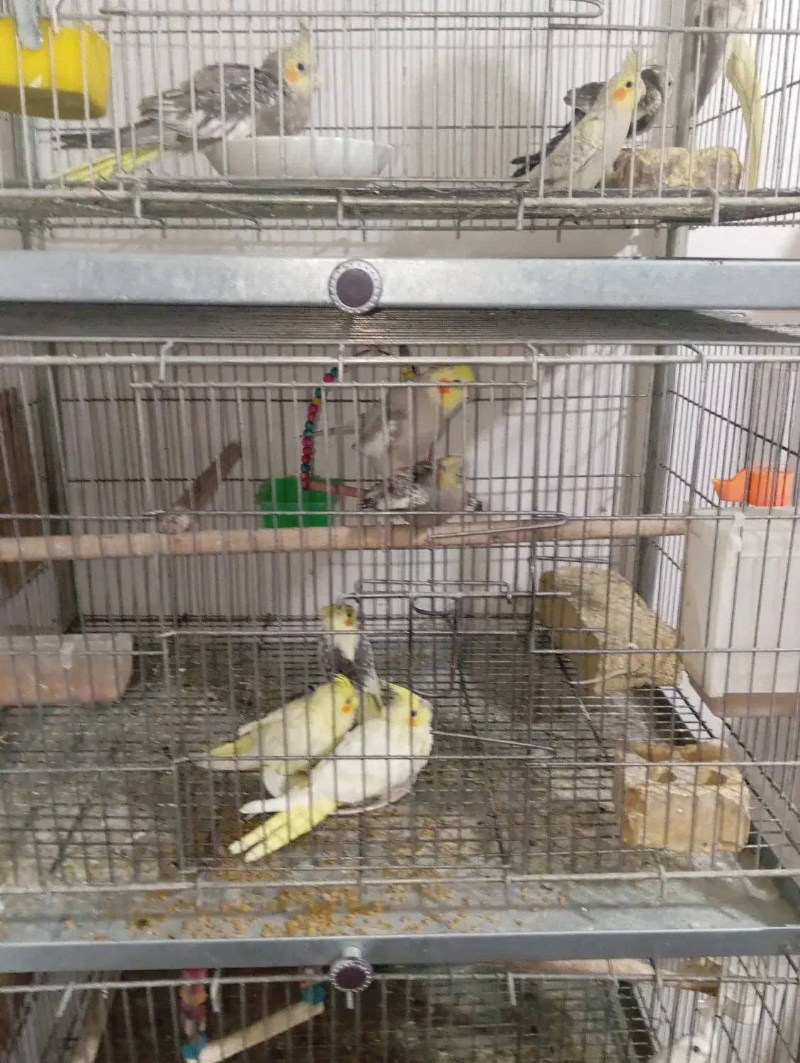 عروس هلندی های استثنایی|پرنده|مشهد, چهاربرج|دیوار