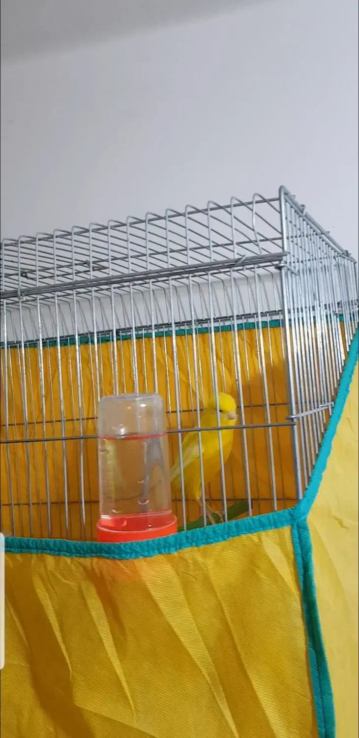 قناری طلایی|پرنده|بهبهان, |دیوار