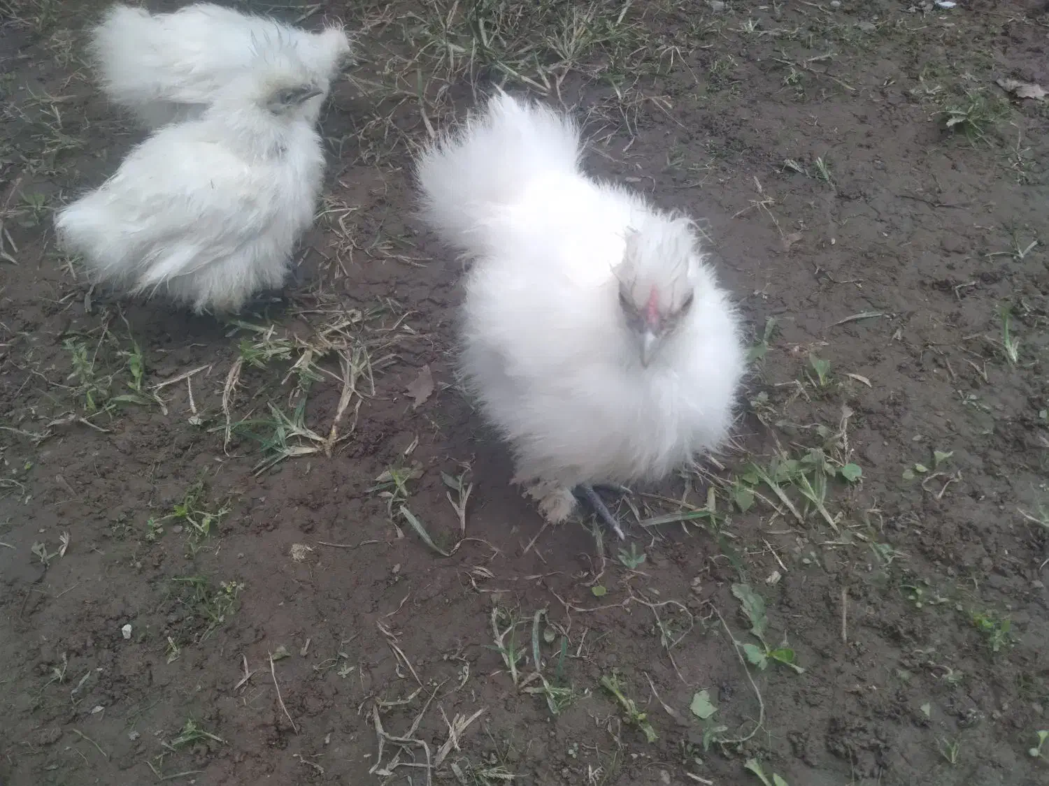 تخم ابریشمی موجوده|حیوانات مزرعه|کیاشهر, |دیوار