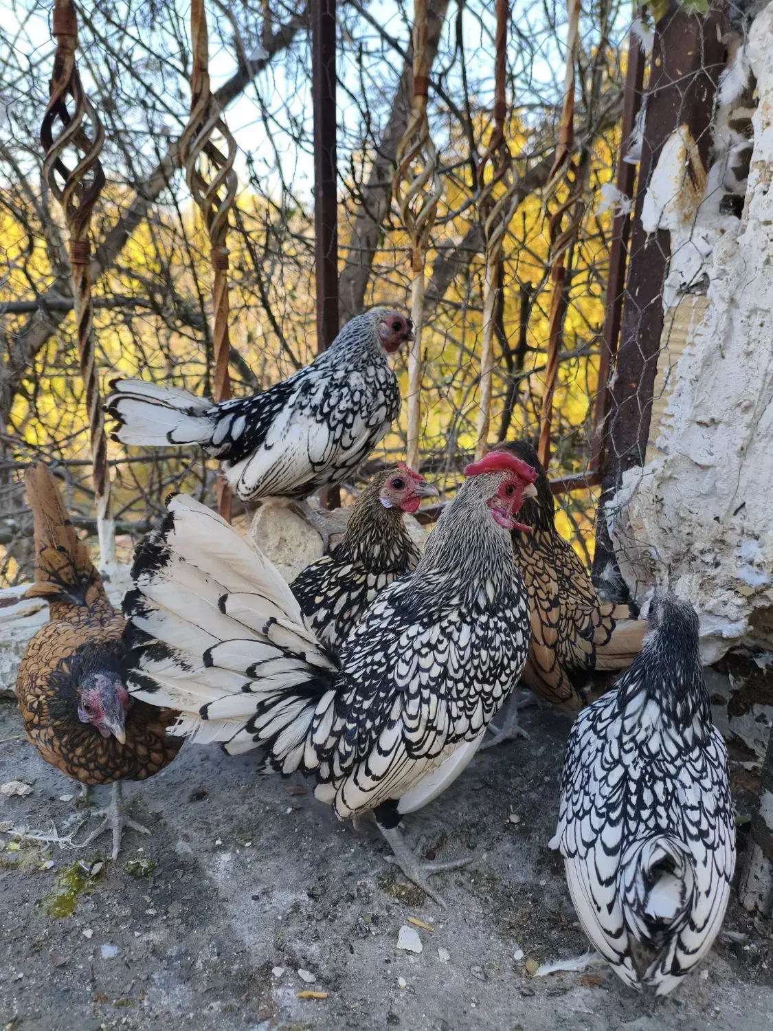 سیبرایت|حیوانات مزرعه|خوانسار, |دیوار