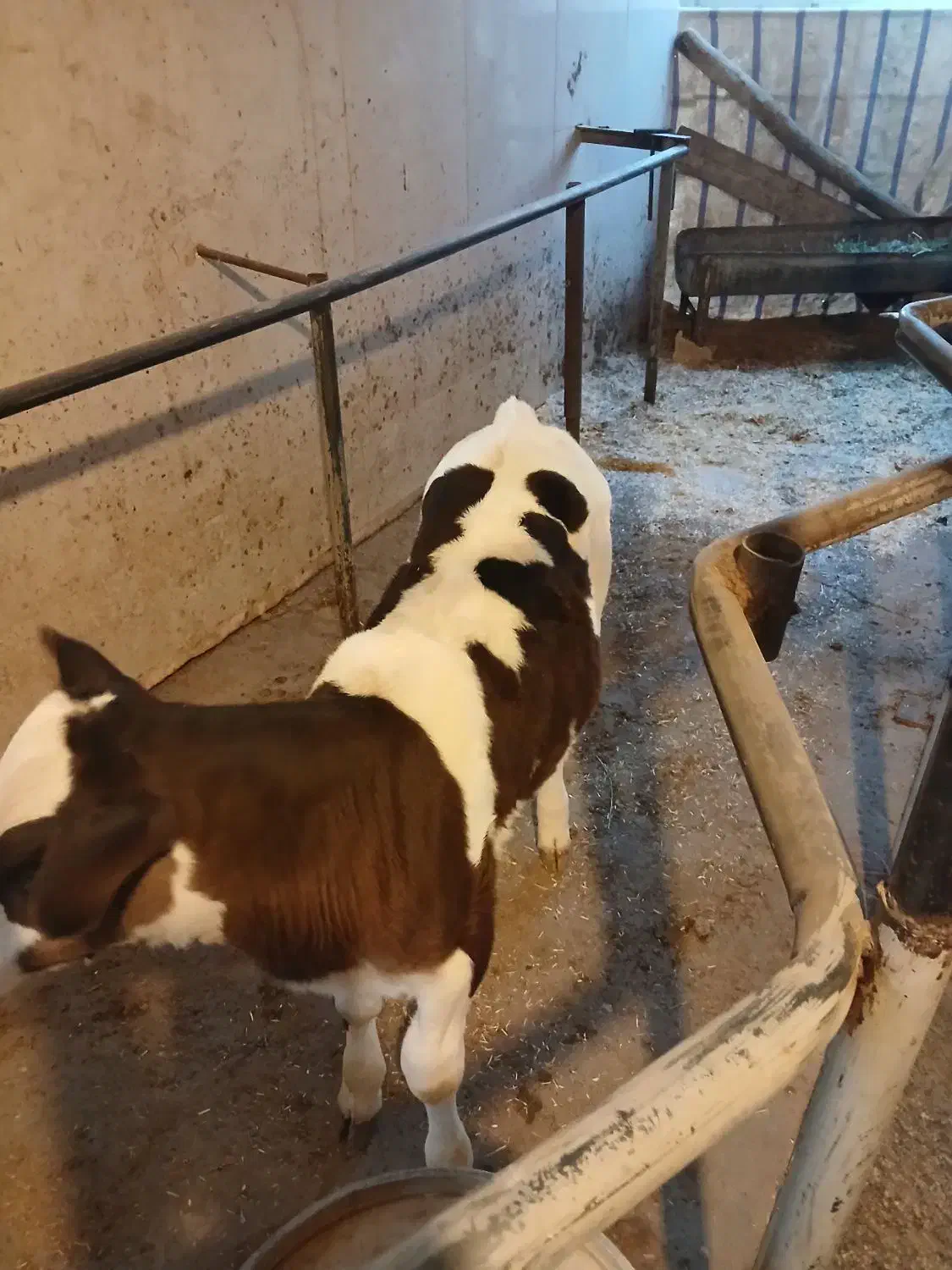 گوساله ماده|حیوانات مزرعه|خمینی‌شهر, |دیوار