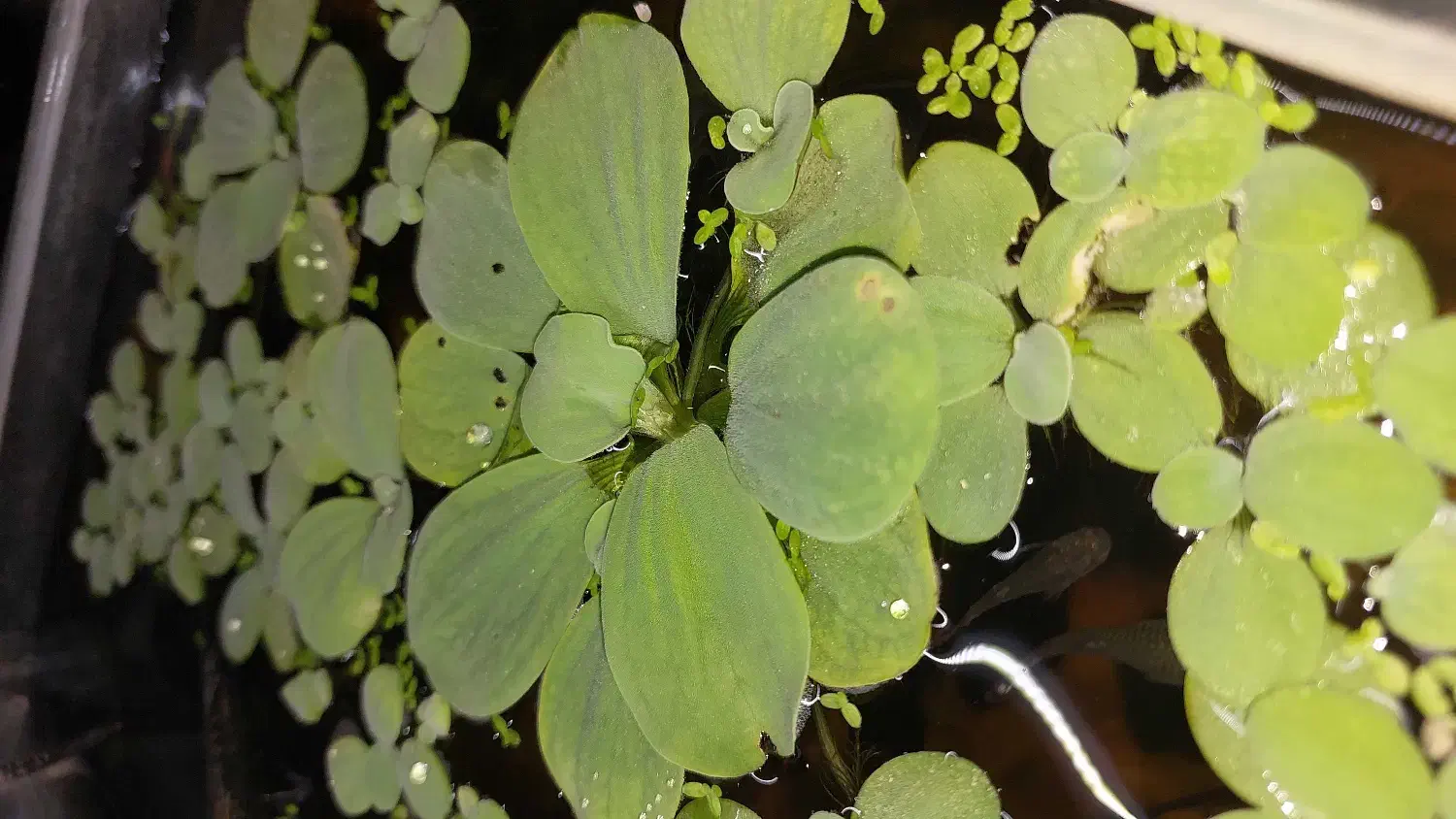 کاهو آبی|ماهی|چالوس, |دیوار