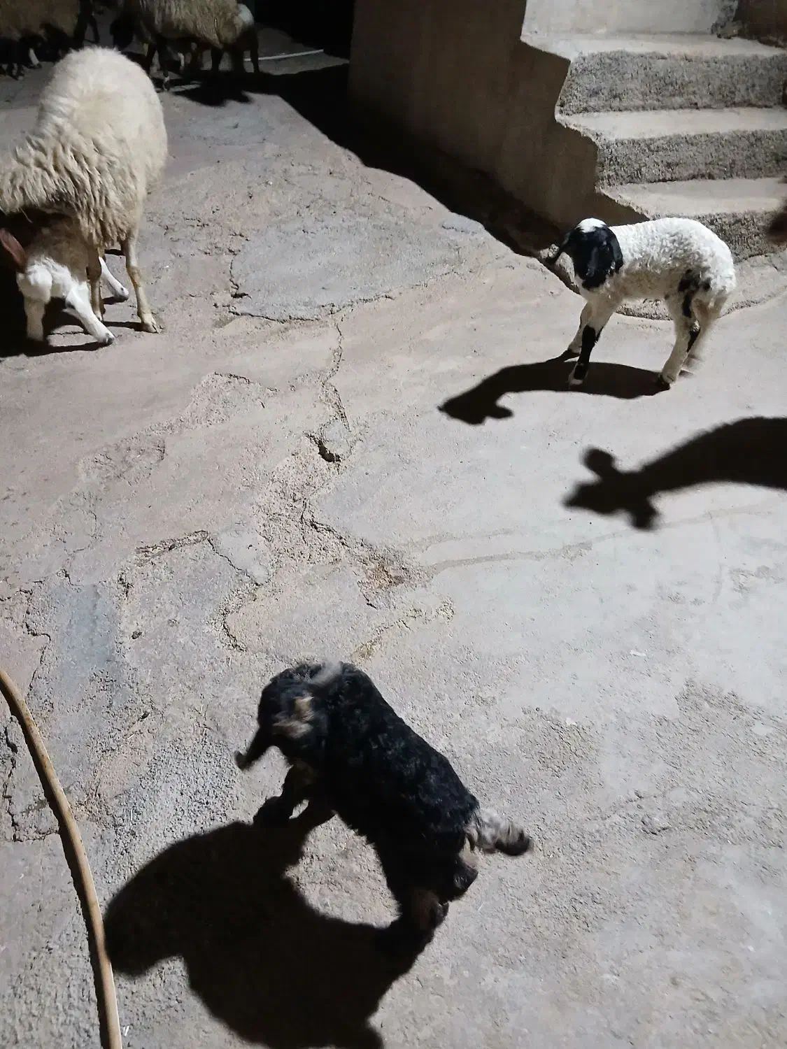 دو عدد بزغاله کوچک شیری خوار بفروش میرسید|حیوانات مزرعه|ایوان, |دیوار