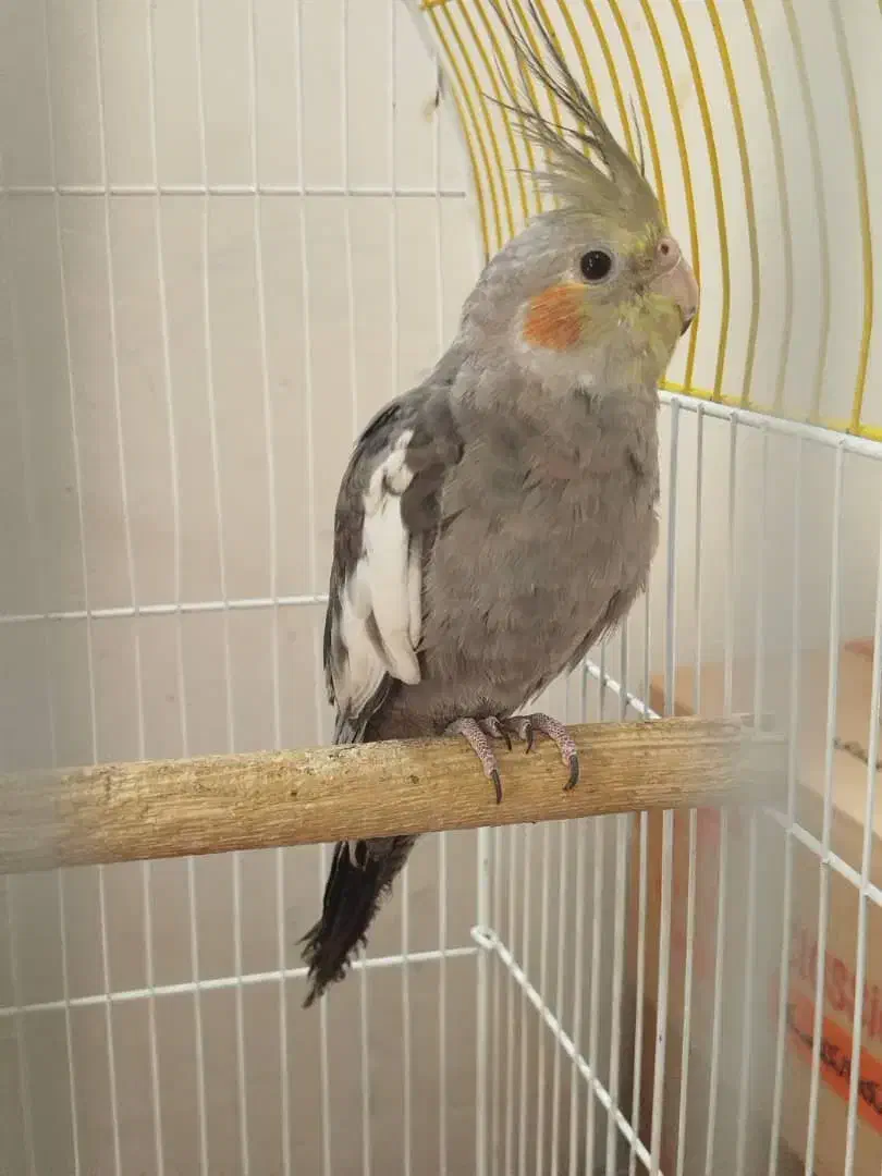 عروس هلندی|پرنده|آبادان, |دیوار