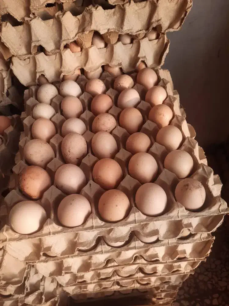 پخش تخم مرغ محلی|خوردنی و آشامیدنی|تهران, شمیران‌نو|دیوار