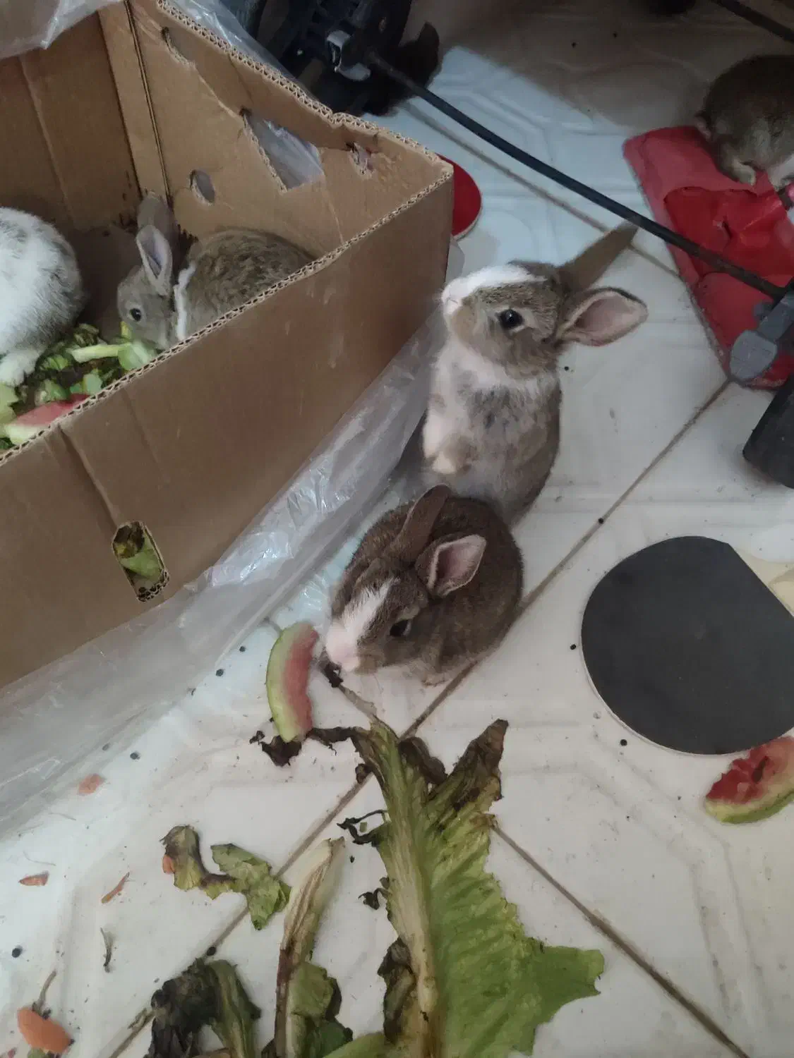 خرگوش|موش و خرگوش|بیرجند, |دیوار