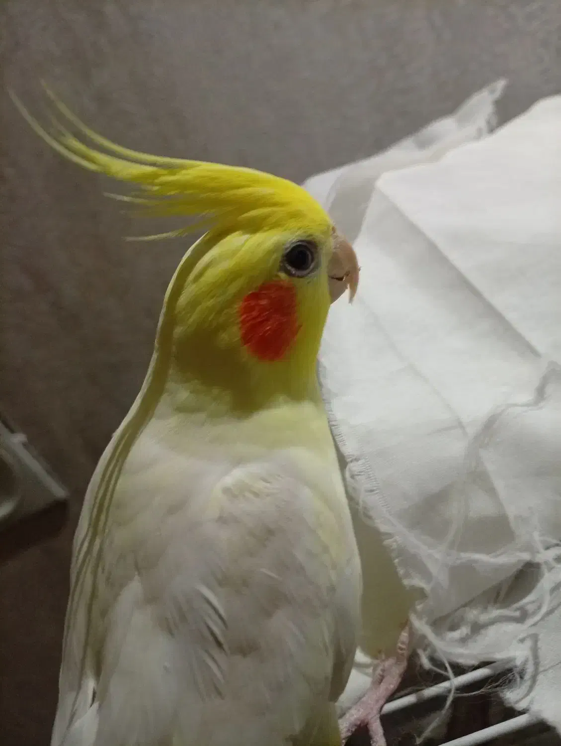 عروس هلندی نر سخنگو لوتینو|پرنده|مشهد, شیرودی|دیوار