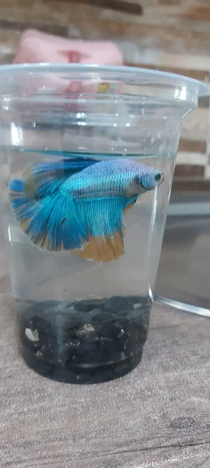 فایتر گرید(A)وارداتی|ماهی|اسلام‌شهر, شهرک مفیدی|دیوار