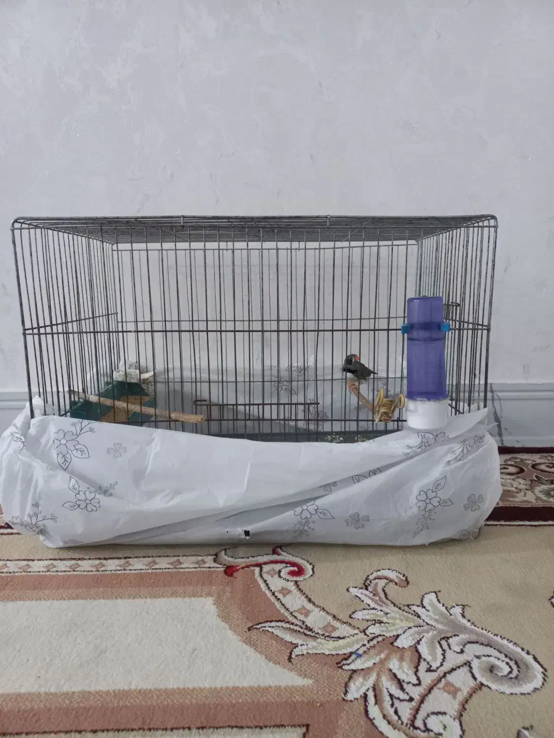 قفس با فنج|پرنده|اندیمشک, |دیوار