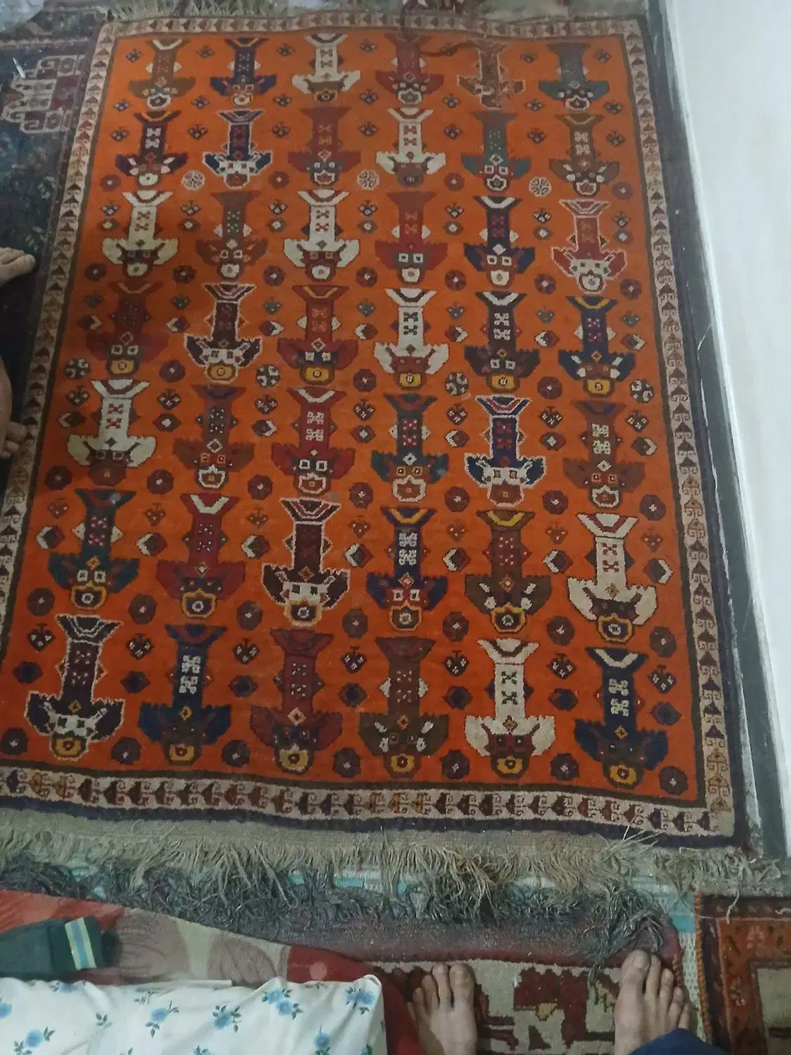 قالی دست بافت قدیمی|فرش|شیراز, ترمینال باربری|دیوار