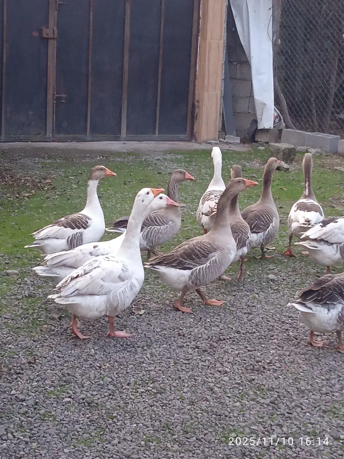 غاز چاق و تپل|حیوانات مزرعه|خمام, |دیوار