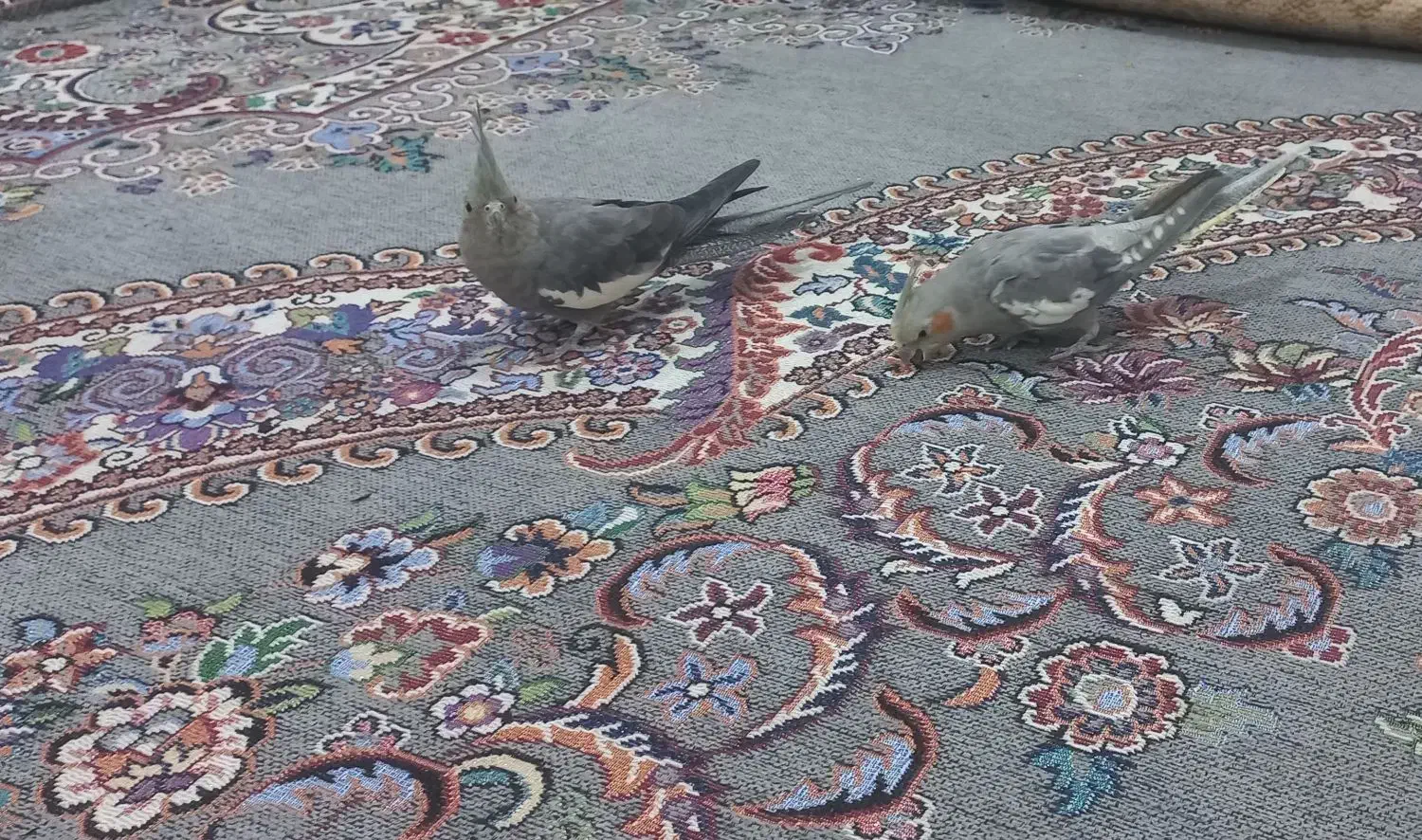 عروس هلندی|پرنده|شوش, |دیوار