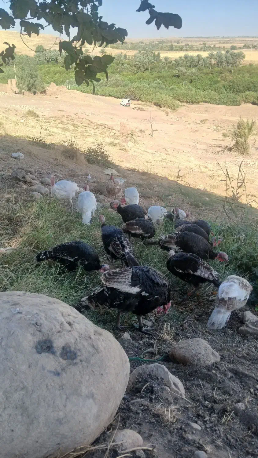 بوقلمون کوردی|حیوانات مزرعه|قصرشیرین, |دیوار