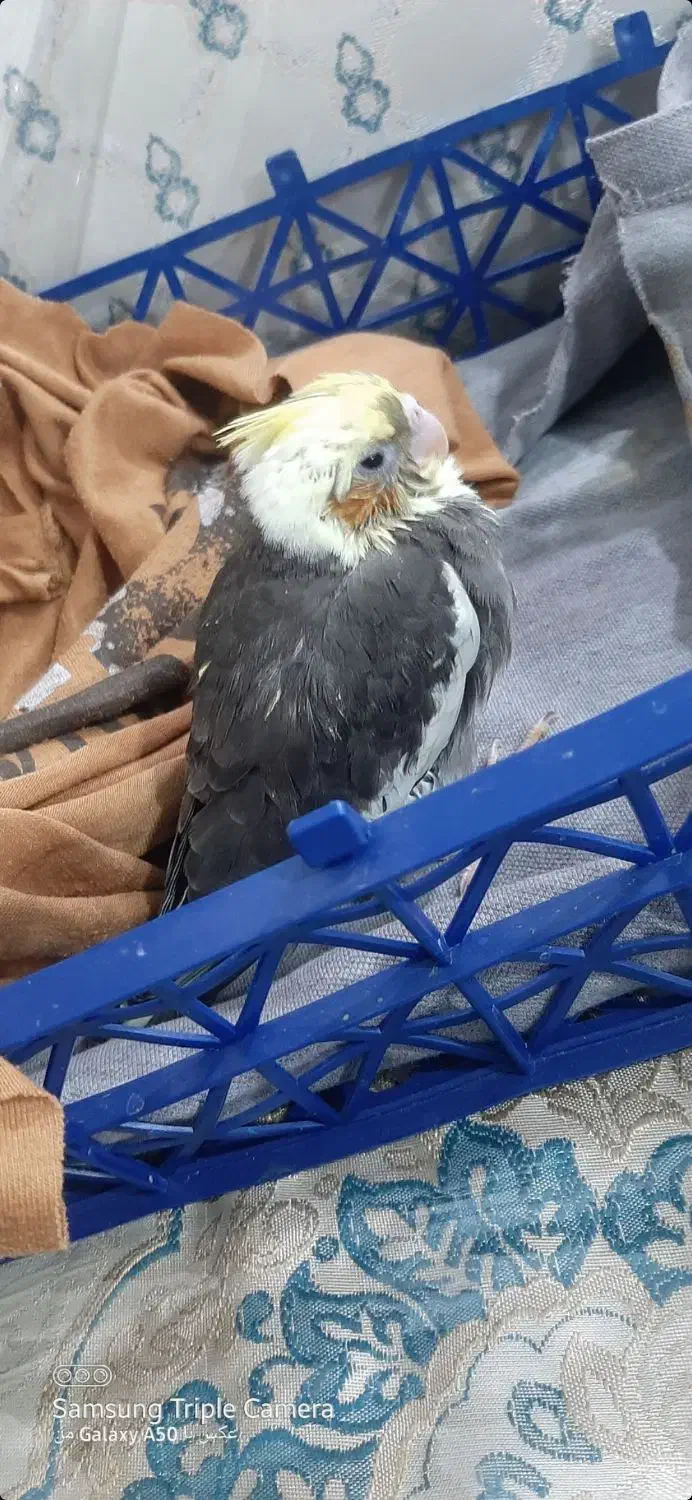 گمشده|حیوانات|زاهدان, |دیوار