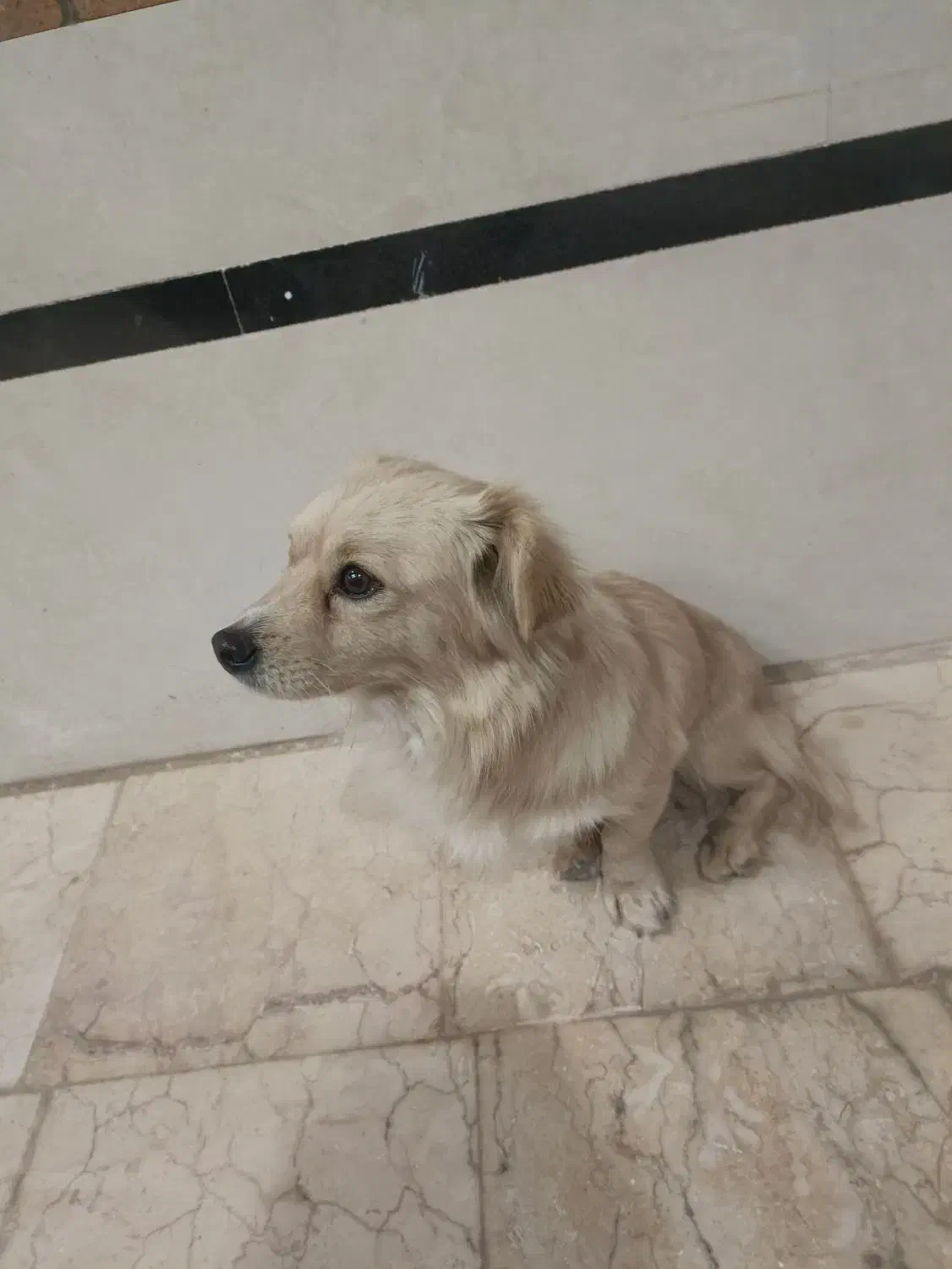 سگ پا کوتاه|سگ|اردکان, |دیوار