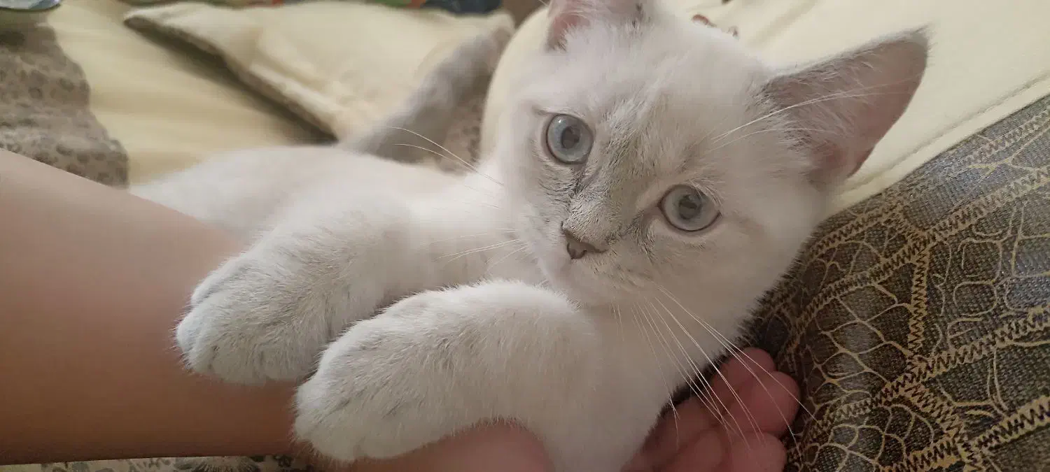 گربه میکس بریتیش سیامی.|گربه|بیرجند, |دیوار