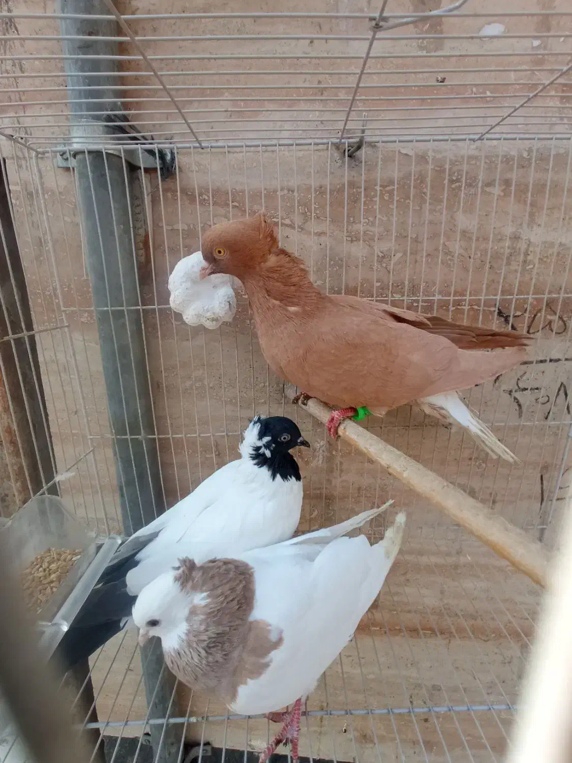 زرد دم ‌سفید .طوقی کارتنی|پرنده|مشهد, عبادی|دیوار