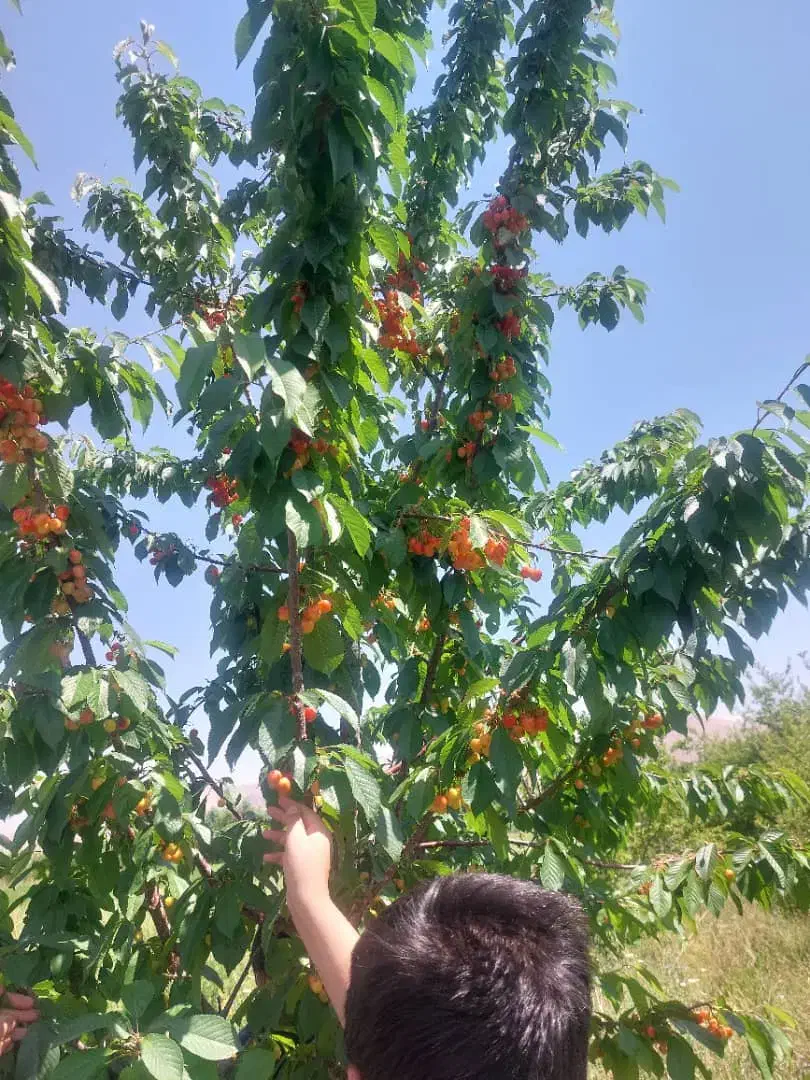 فروش باغ میوه|فروش زمین و ملک کلنگی|بلداجی, |دیوار