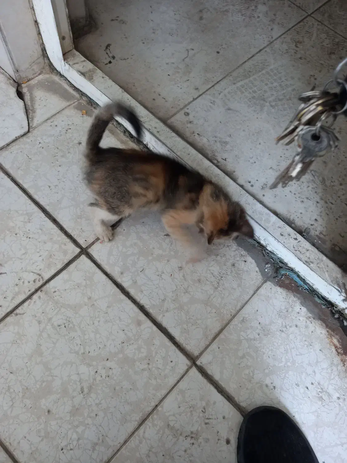 گربه واگذاری مجانی|گربه|رشت, گلزاران|دیوار