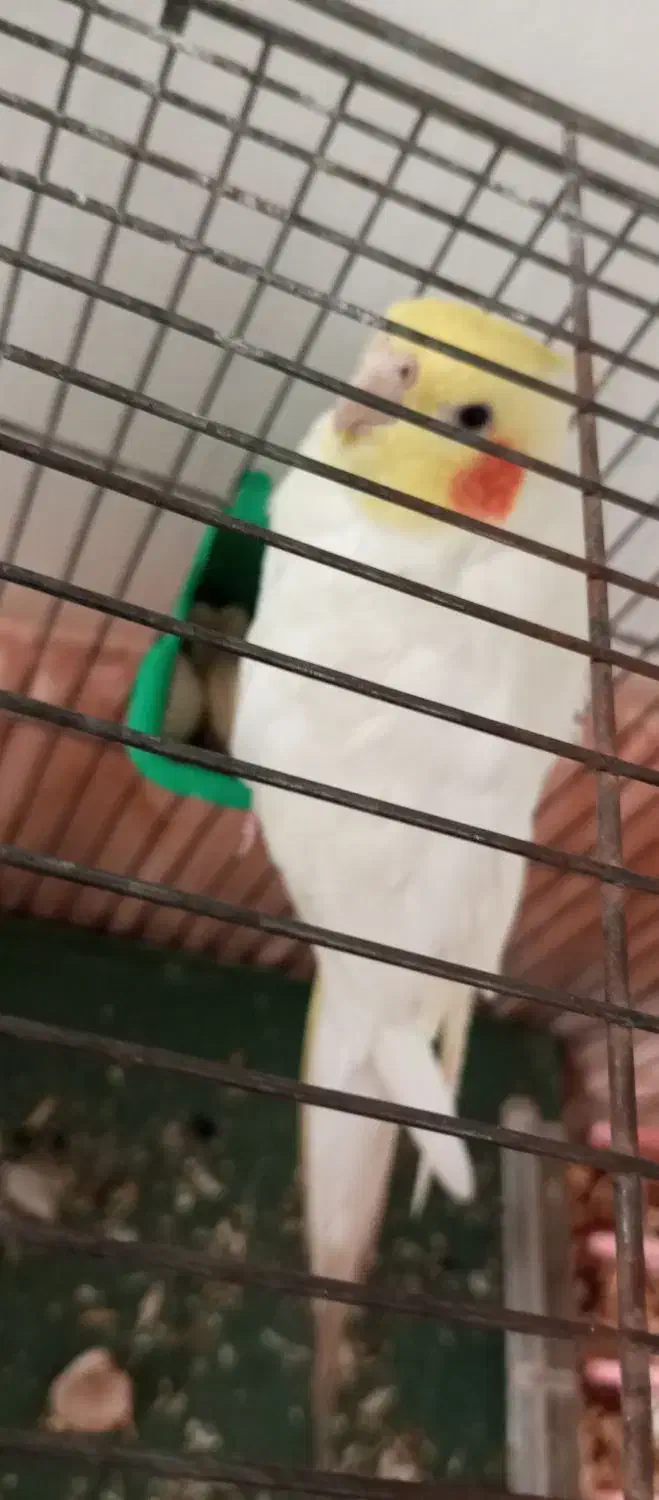 سخنگو|پرنده|اسدآباد, |دیوار