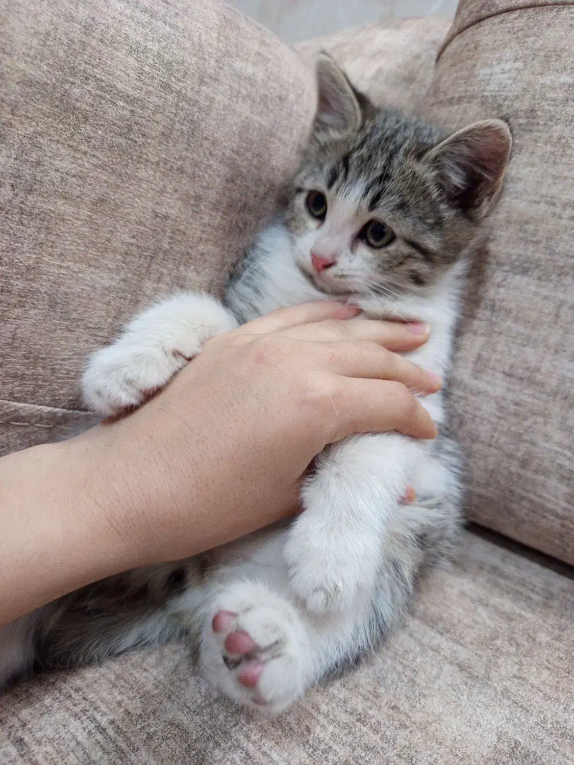 گربه|گربه|نیشابور, بلوار گلها|دیوار