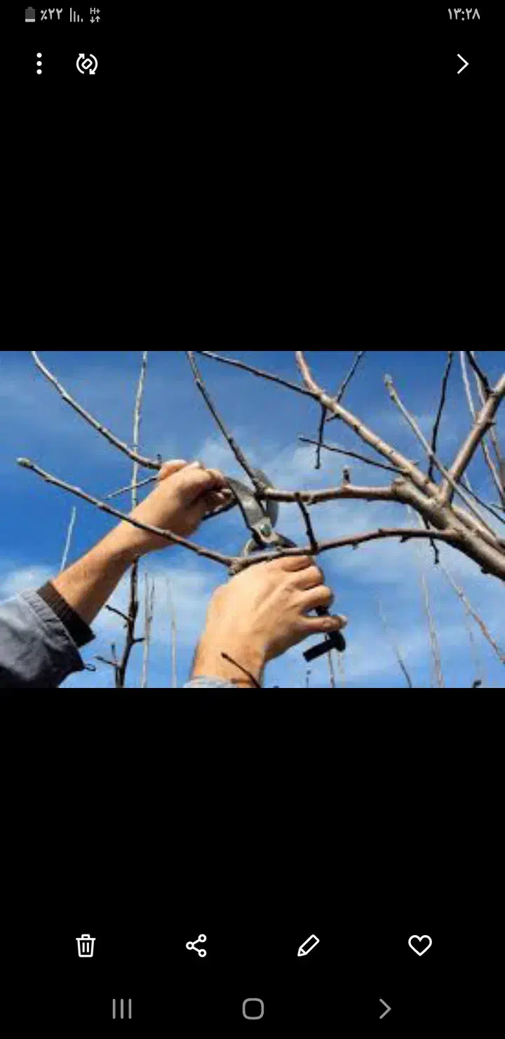 حرص کاری درختان|خدمات باغبانی و درختکاری|میاندوآب, |دیوار