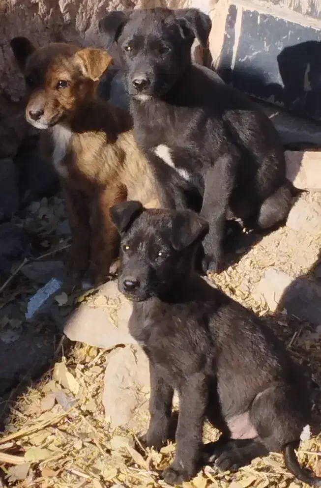 پیتبول|سگ|بازرگان, |دیوار