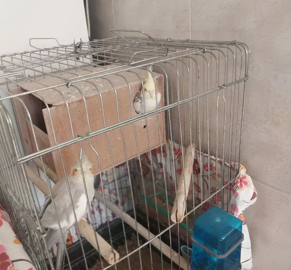 طوطی عروس مُولد|پرنده|نظرآباد, رسالت|دیوار