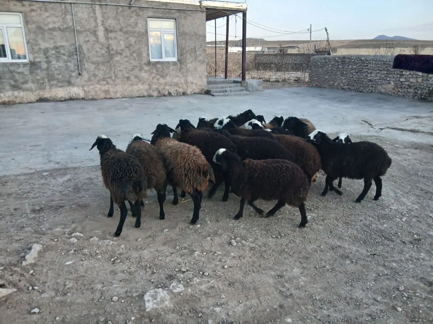 بره نر ماده دشتی|حیوانات مزرعه|دوتپه, |دیوار