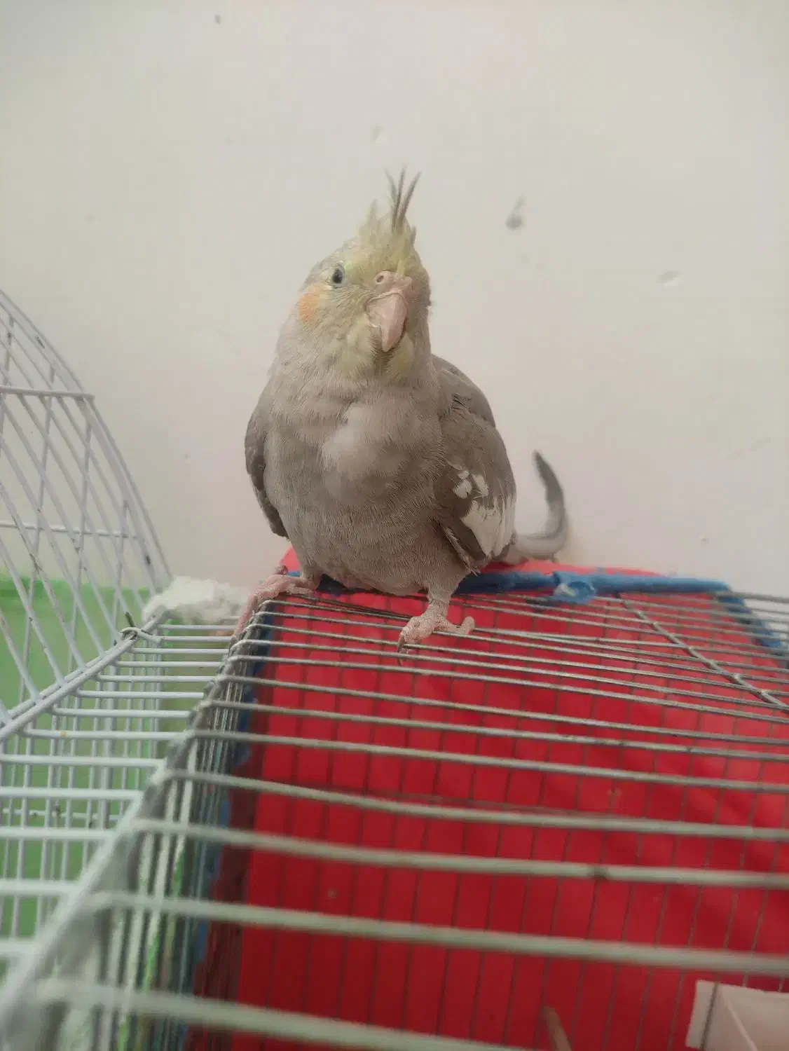 فروش کوتوله و جوجه عروس دون خور|پرنده|شاهرود, |دیوار