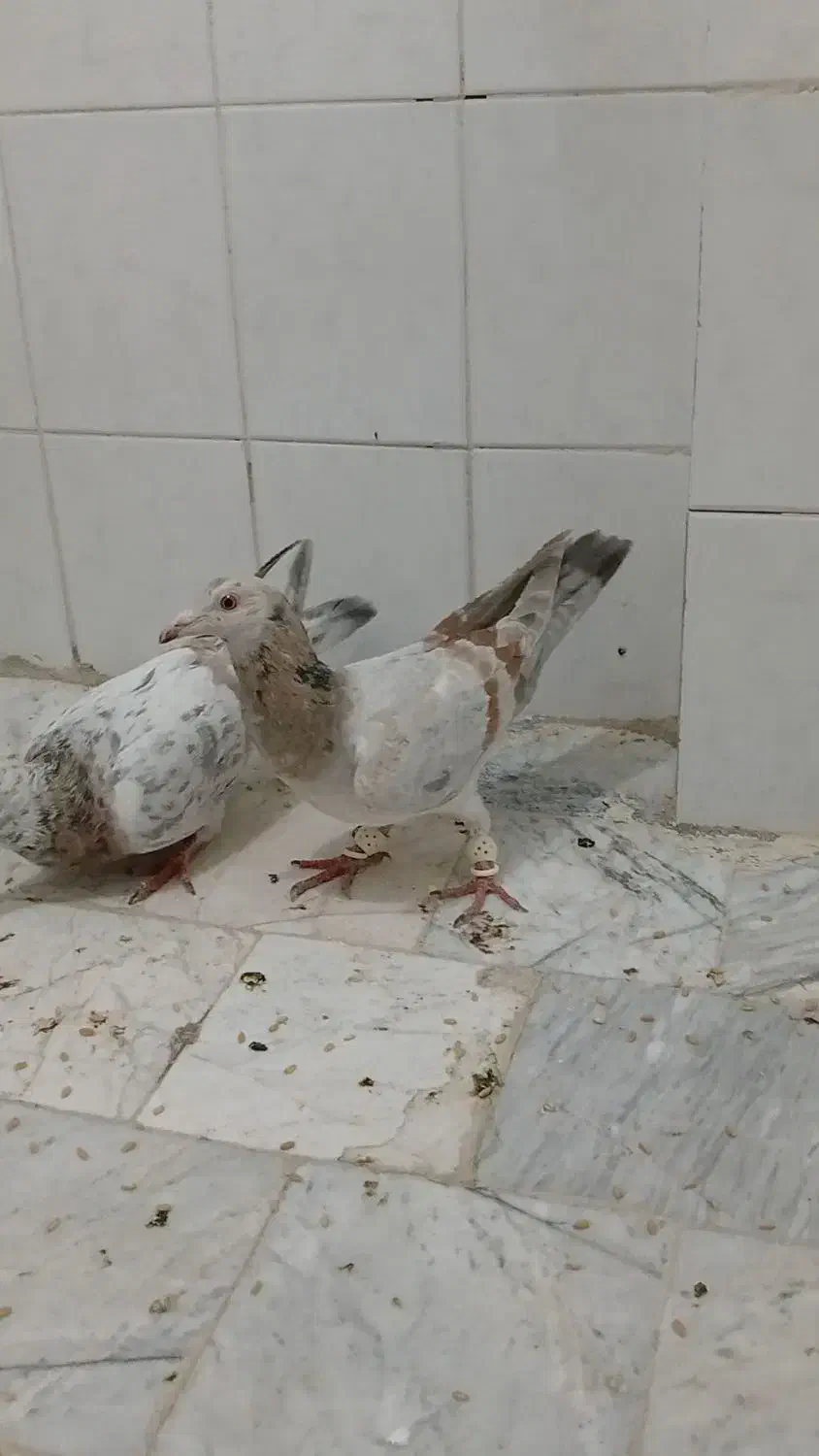 کبوتر|پرنده|محمدیه-قزوین, |دیوار