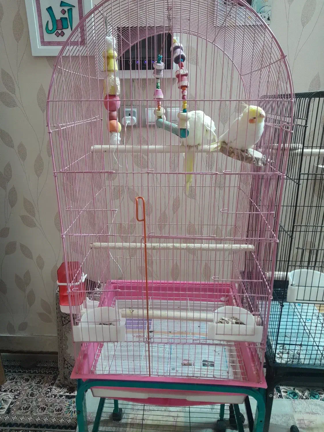 عروس هلندی|پرنده|قم, هنرستان|دیوار