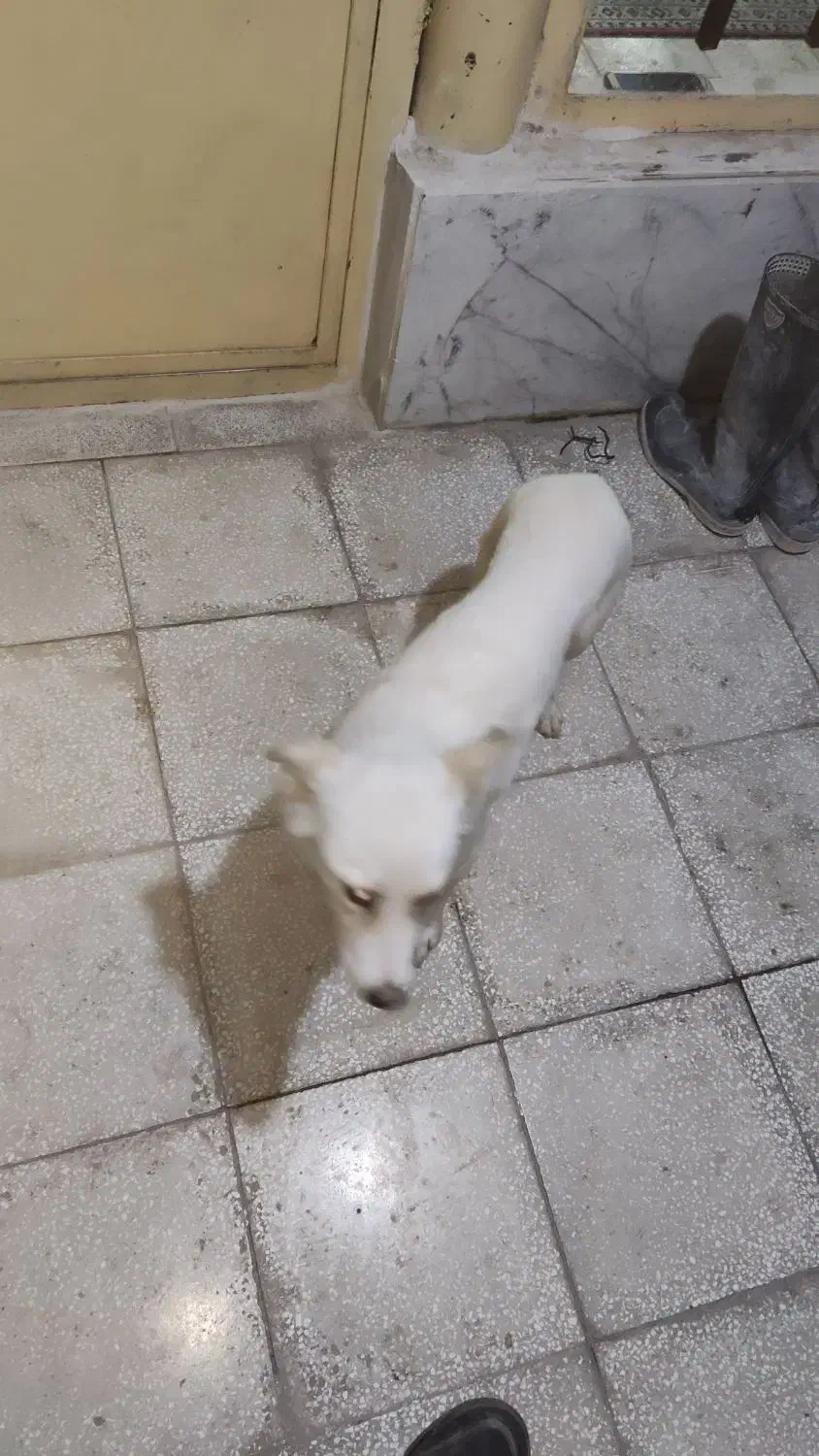 یک سگ پیدا شده اگر برای کسیه پیام بده|حیوانات|سبزوار, جنت|دیوار