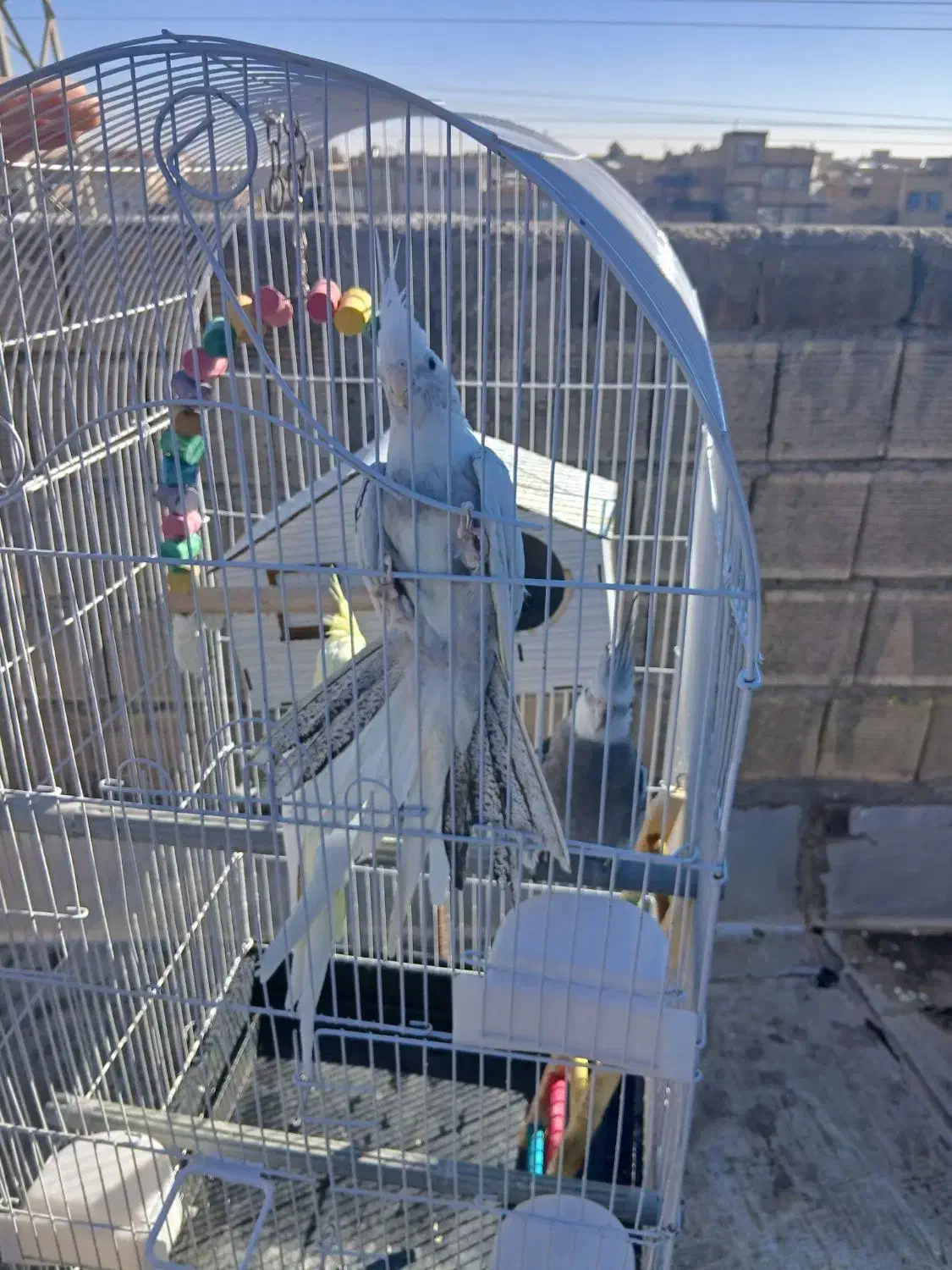 عروس هلندی|پرنده|قم, قلعه کامکار|دیوار