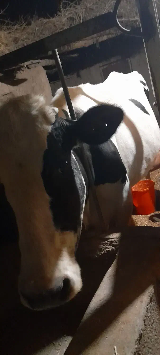 فروش ۲ راس گاو به قیمت  مناسب|حیوانات مزرعه|کشکوئیه, |دیوار