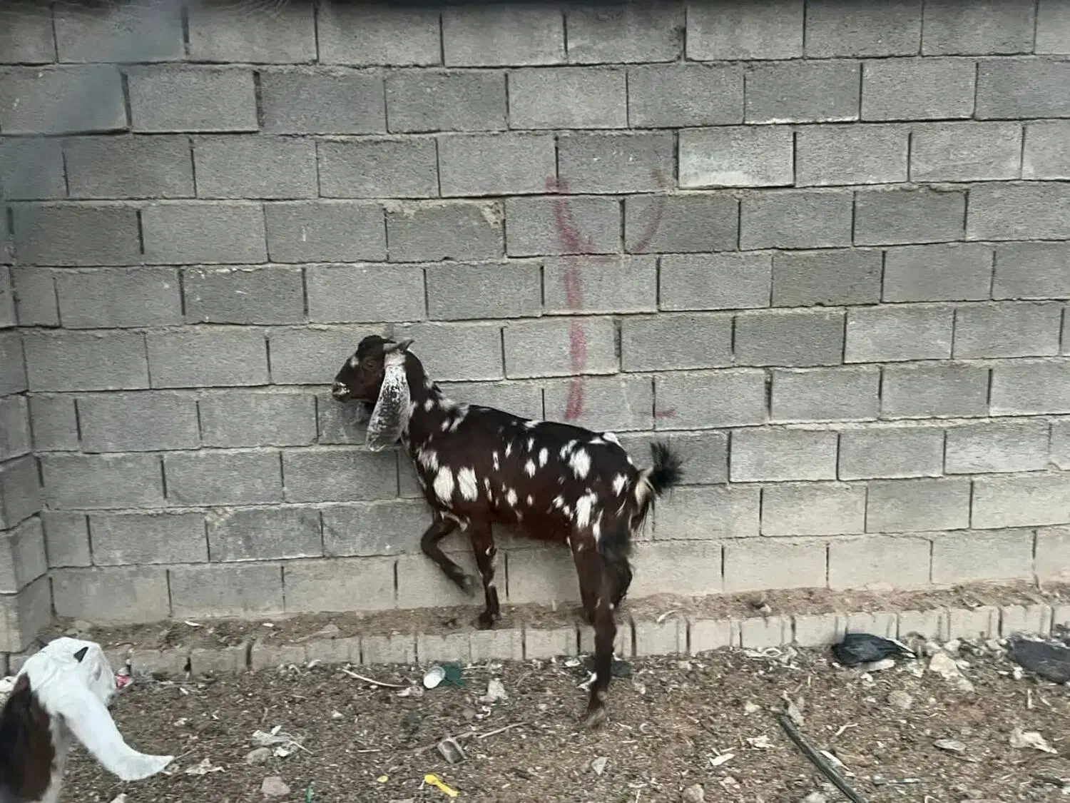 فروش بز پاکستانی ومعمولی|حیوانات مزرعه|جهرم, |دیوار